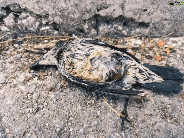 Dead Bird Removal Mount Marrow