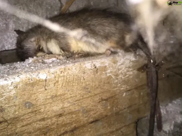 Dead Rat Removal Mount Marrow